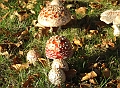 Signs of Autumn 03